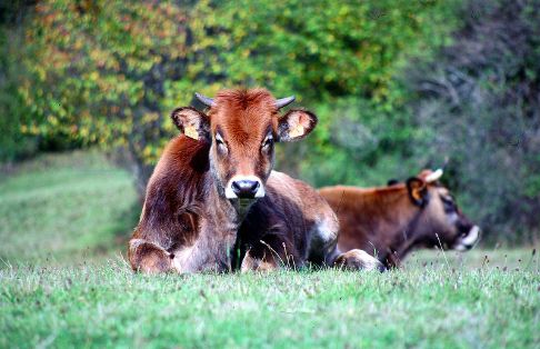 En el Comité Científico Asesor del SIPAM 