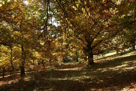En el Comité Científico Asesor del SIPAM 