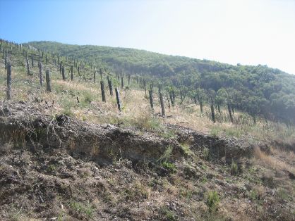  EN EL MARCO DE LAS ACTUACIONES DE COLABORACIÓN CON LAS CCAA 