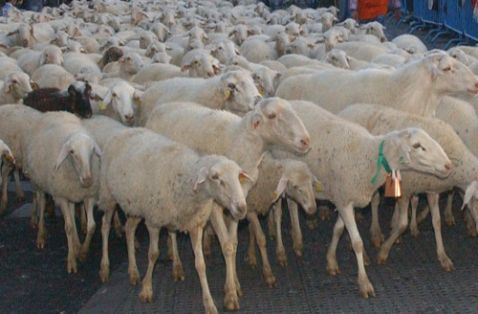 Mediante una orden ministerial publicada hoy en el BOE 