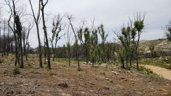 EJECUTADAS POR EL MINISTERIO DE AGRICULTURA, PESCA Y ALIMENTACIÓN POR VÍA DE EMERGENCIA 