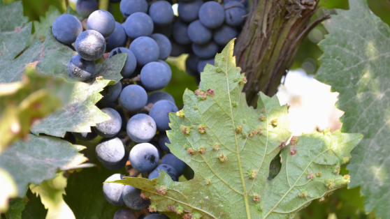 La orden se ha publicado hoy en el Boletín Oficial del Estado