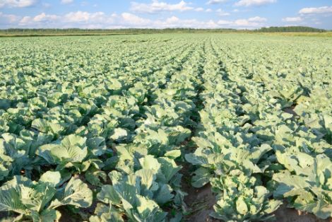 SEGÚN LA PRIMERA ESTIMACIÓN DE LA PRINCIPALES CIFRAS ECONÓMICAS