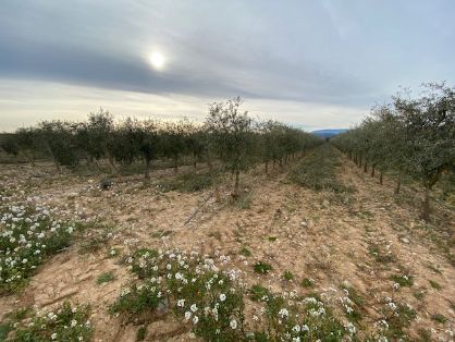 Con un plazo de ejecución de 24 meses