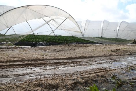 El ministro visita zonas agrarias dañadas en Andalucía