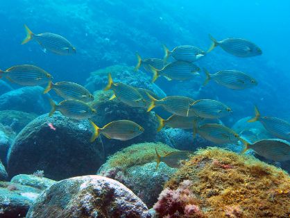 Mañana sábado, 3 de agosto 