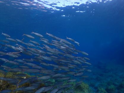 Mañana sábado, 3 de agosto 