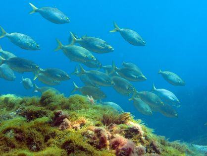 Mañana sábado, 3 de agosto 