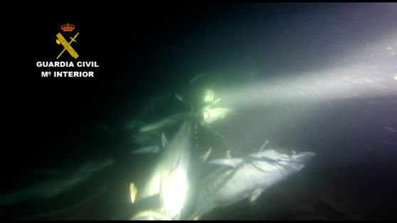 En un operativo conjunto entre el Ministerio de Agricultura, Pesca y Alimentación, la Guardia Civil y la subdelegación del Gobierno en Cádiz