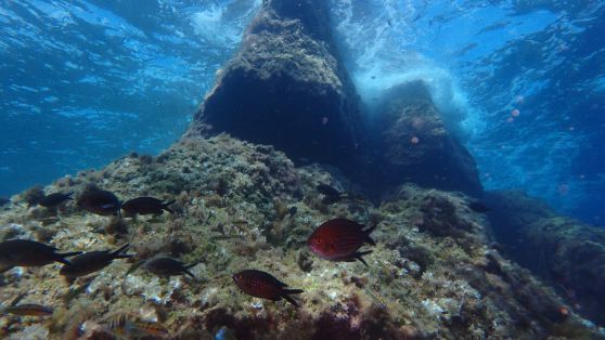 LA RED DE RESERVAS MARINAS DE ESPAÑA CUENTA YA CON DOCE ESPACIOS PROTEGIDOS