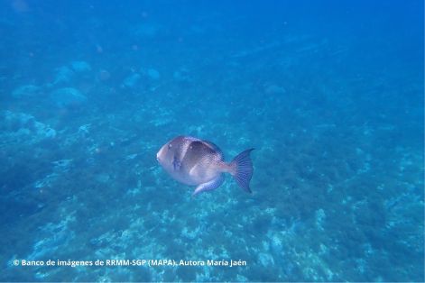 Espacio protegido gestionado por el Ministerio de Agricultura, Pesca y Alimentación 