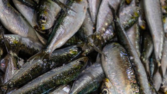 Mediante resoluciones publicadas hoy en  BOE