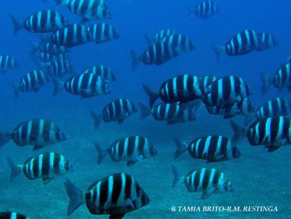 INTEGRADA EN LA RED DE RESERVAS MARINAS DE INTERÉS PESQUERO  