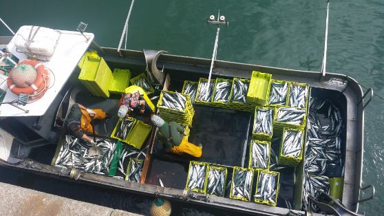 Mediante resolución publicada hoy en el BOE