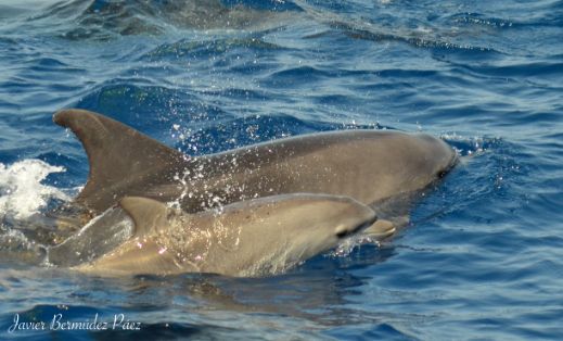 PESCA AMBIENTALMENTE SOSTENIBLE