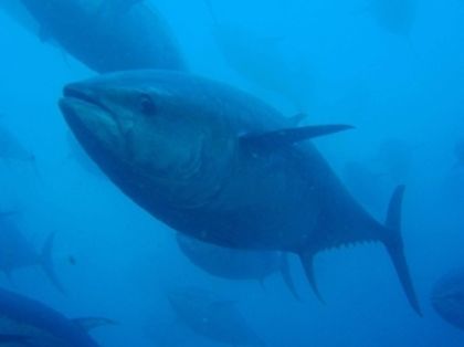 Reunión anual de la Comisión Internacional para la Conservación del Atún Atlánticos (ICCAT)