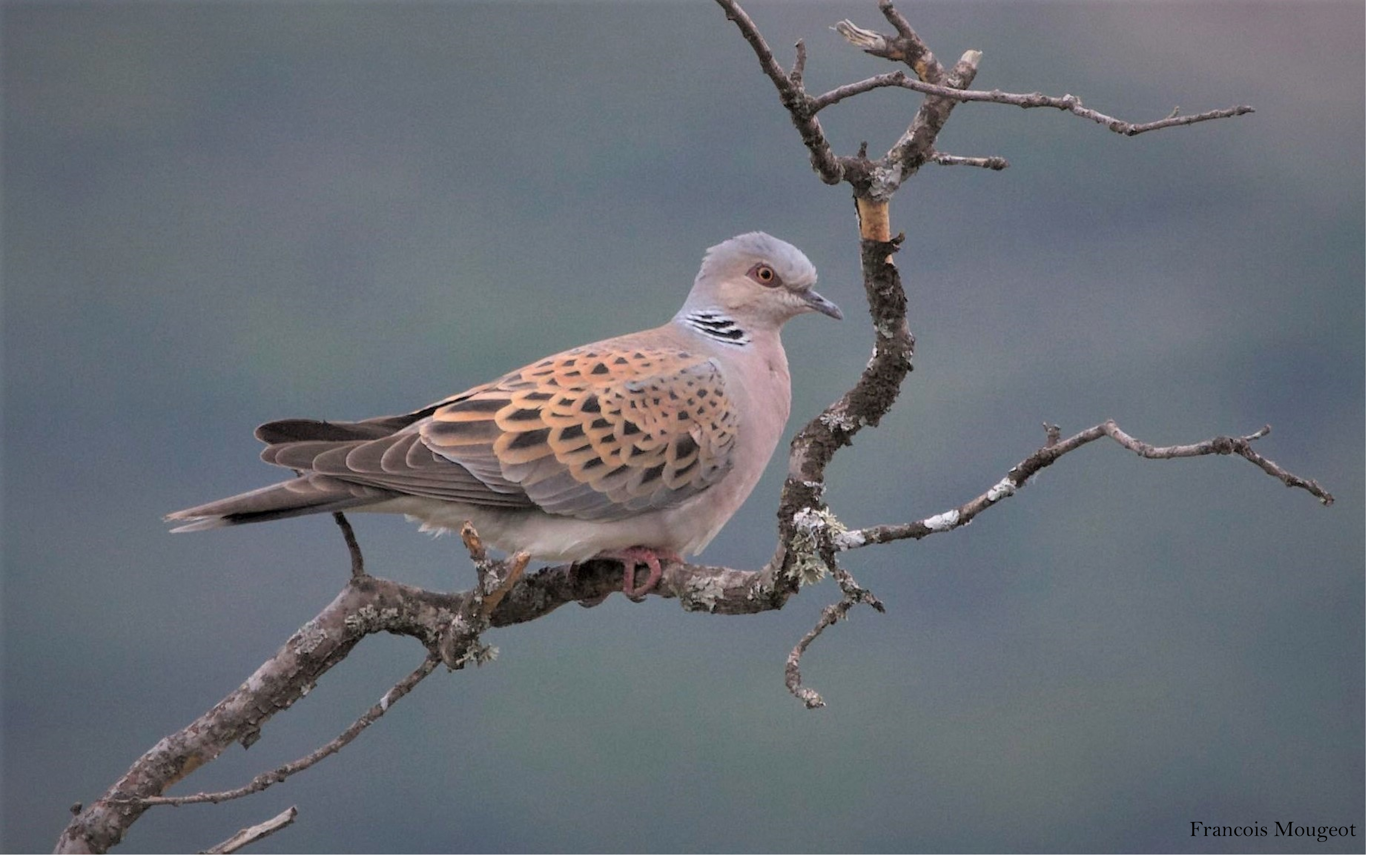 Imagen tórtola Imagen tórtola