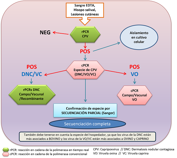 Diagnóstico virológico