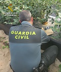 Dentro de operación denominada ““Emerald Red”, el SEPRONA de la Guardia Civil ha intervenido más de 100.000 plantas de arándanos. Las empresas...