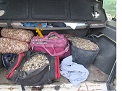 Agentes pertenecientes al Servicio de Protección de la Naturaleza (SEPRONA) de la Guardia Civil, han intervenido 340 kilogramos de coquinas y...