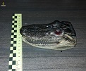 La Guardia Civil recupera dos cabezas disecadas, de caimanes de la Florida (Aligator Sinensis),que se encuentran amparados por el convenio CITES y...