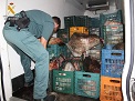El SEPRONA de la Guardia Civil, dentro de la operación GLANIS, interviene más de una tonelada de pescado capturado de manera ilegal y destinado a...
