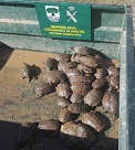El SEPRONA de la Guardia Civil ha incautado 60 galápagos leprosos (mauremys leprosa), especie protegida. El ahora investigado, ocupaba ilegalmente...