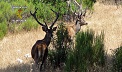 La Guardia Civil relaciona a una persona con un delito de caza furtiva. La cabeza del venado de 10 puntas fue localizada oculta en unas zarzas