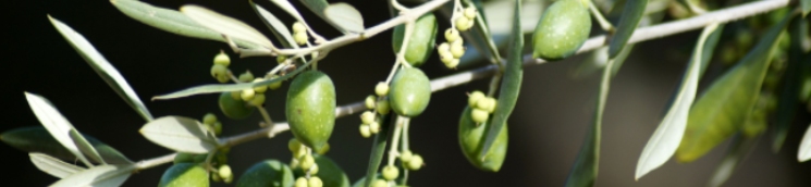 Invernadero de albahaca