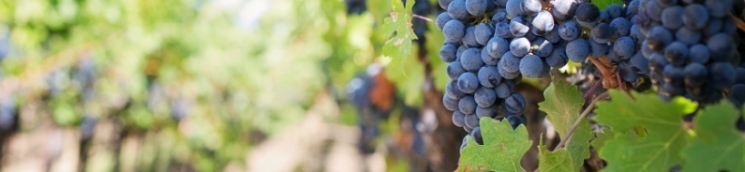 Racimo de uvas en espaldera