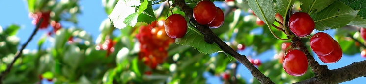 Invernadero de poinsettias rojas y blancas