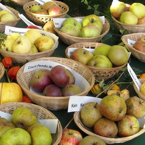 Nectarina partida con hueso