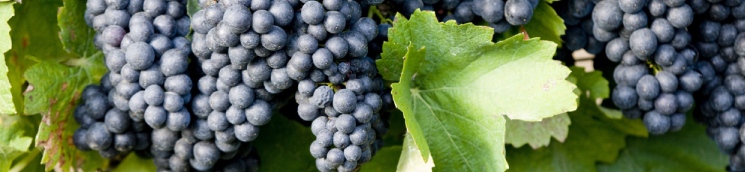 Variedades_racimo_uvanegra