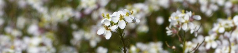 Diplotaxis_jaramago_760x172