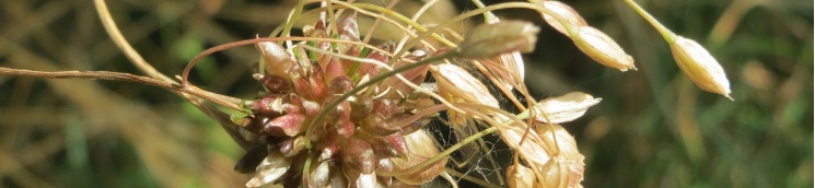 Banner 1_Allium