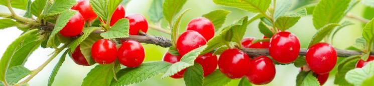 Banner4_cherries_745x172