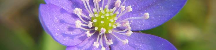 Banner5_anémona_745x172