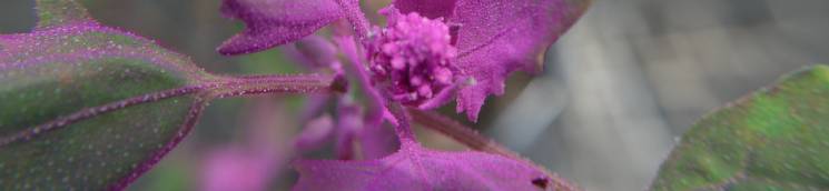 Banner6_quinoa_745x172