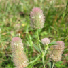 Trifolium_arvense_500x500