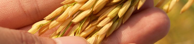 Banner 2_Espiga_745x172