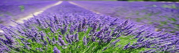 lavanda cultivada