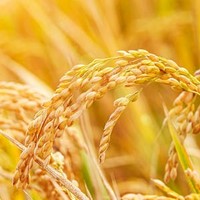 Arroz_informacion_general