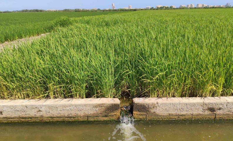 Arroz_inicio_Valencia