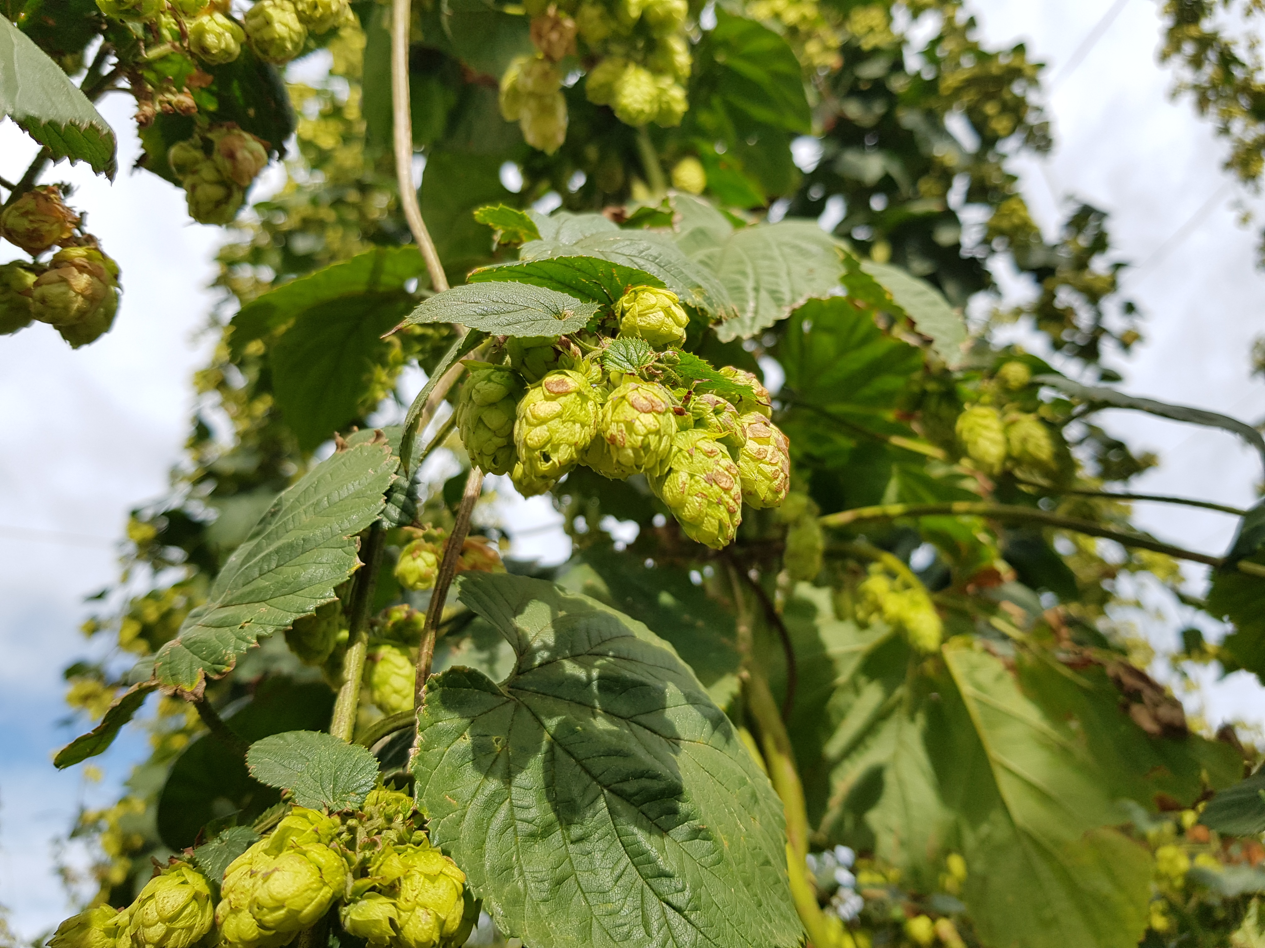 Información Adicional