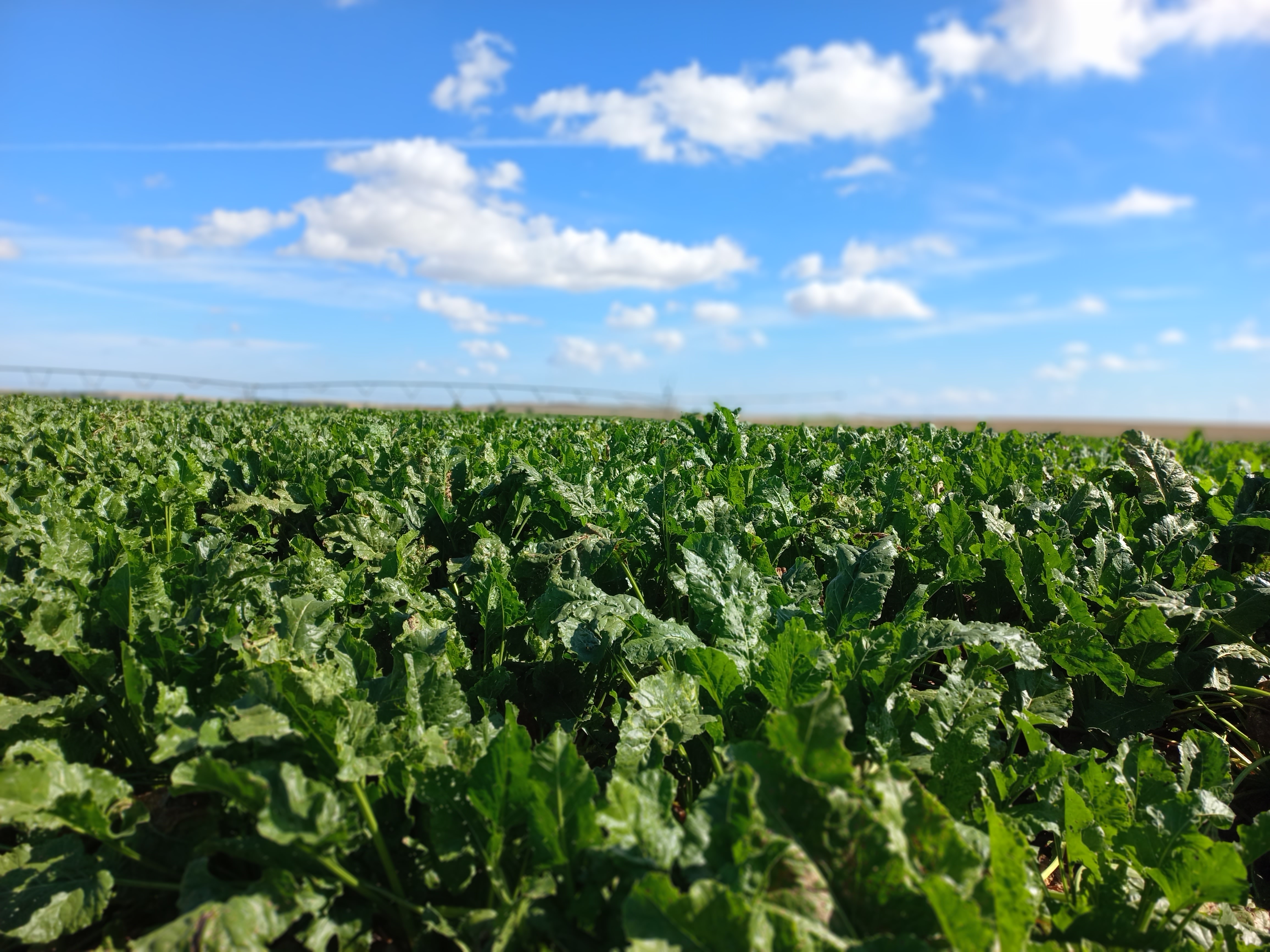 Cultivo fondo difuminado