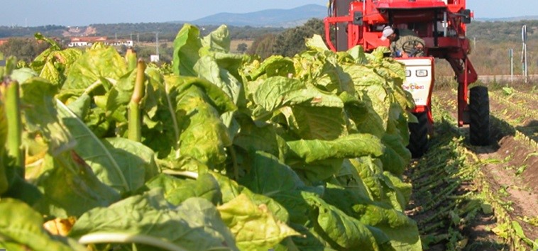 Cosecha tabaco