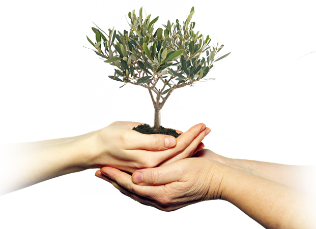 Manos conteniendo olivo