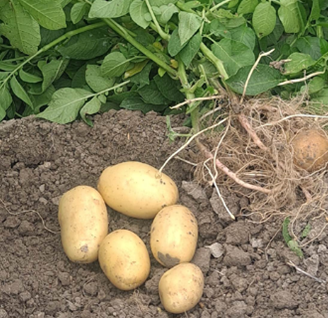 Redes TECO Patata foto