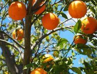 Redes Teco Cítricos foto