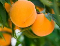 Redes Teco Fruta de Hueso foto